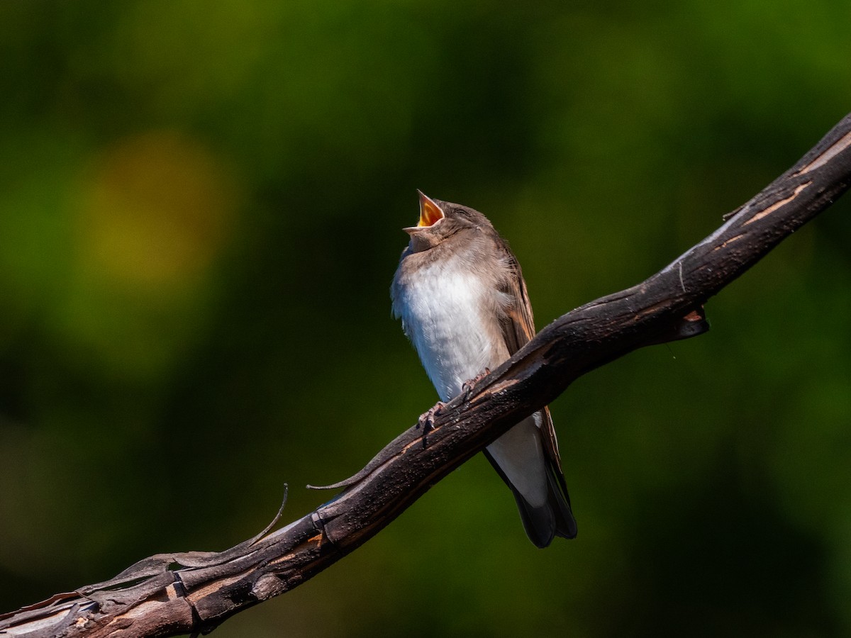 Golondrina Aserrada - ML622085648