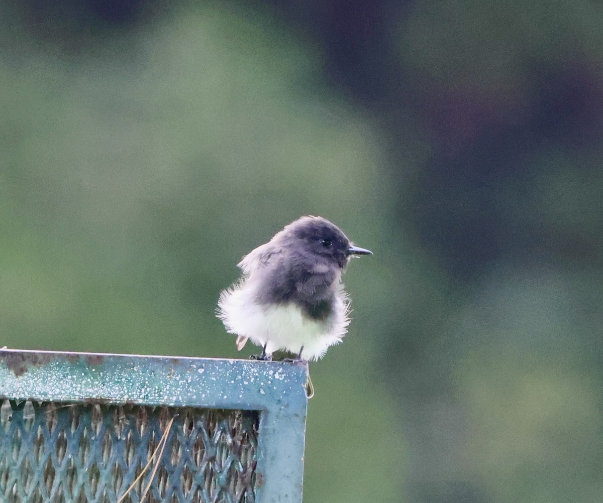 Black Phoebe - Carolyn Thiele