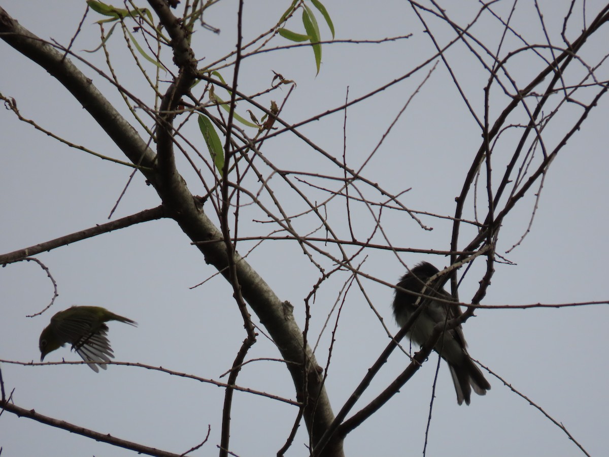 Swinhoe's White-eye - Charley Herzfeld