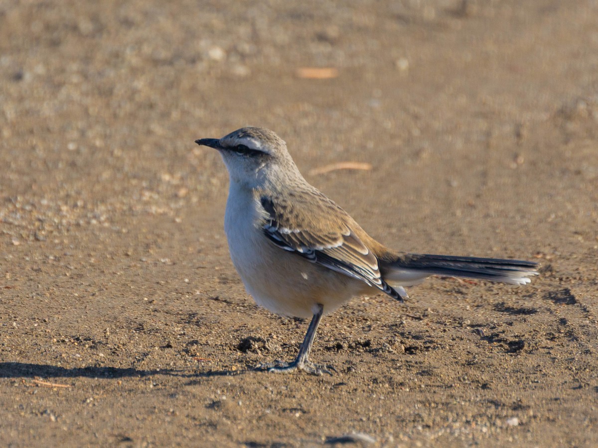 Chalk-browed Mockingbird - ML622085661