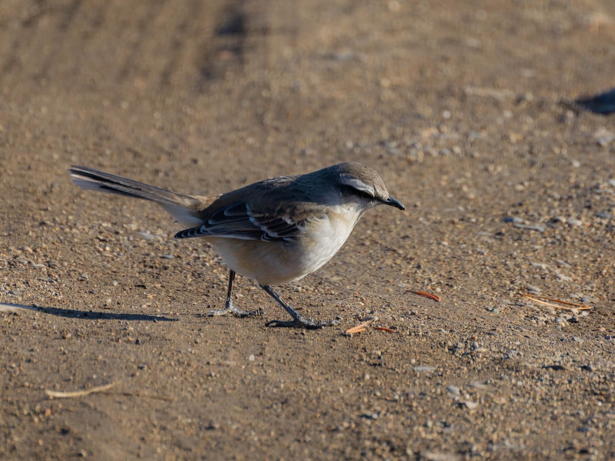Chalk-browed Mockingbird - ML622085662