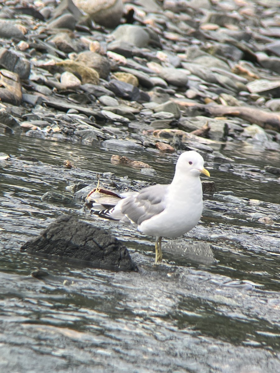 Gaviota de Alaska - ML622085663