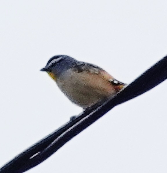 Pardalote Moteado - ML622085672