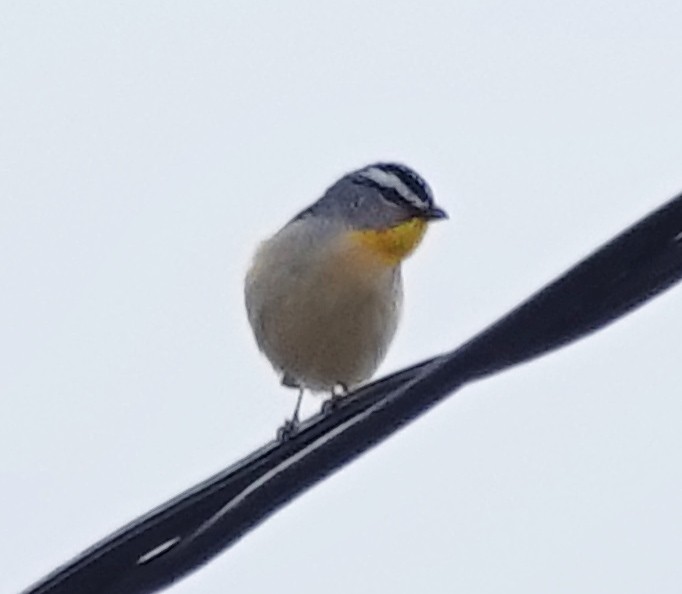 Pardalote Moteado - ML622085673