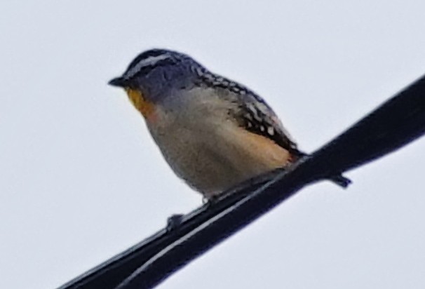 Pardalote Moteado - ML622085674