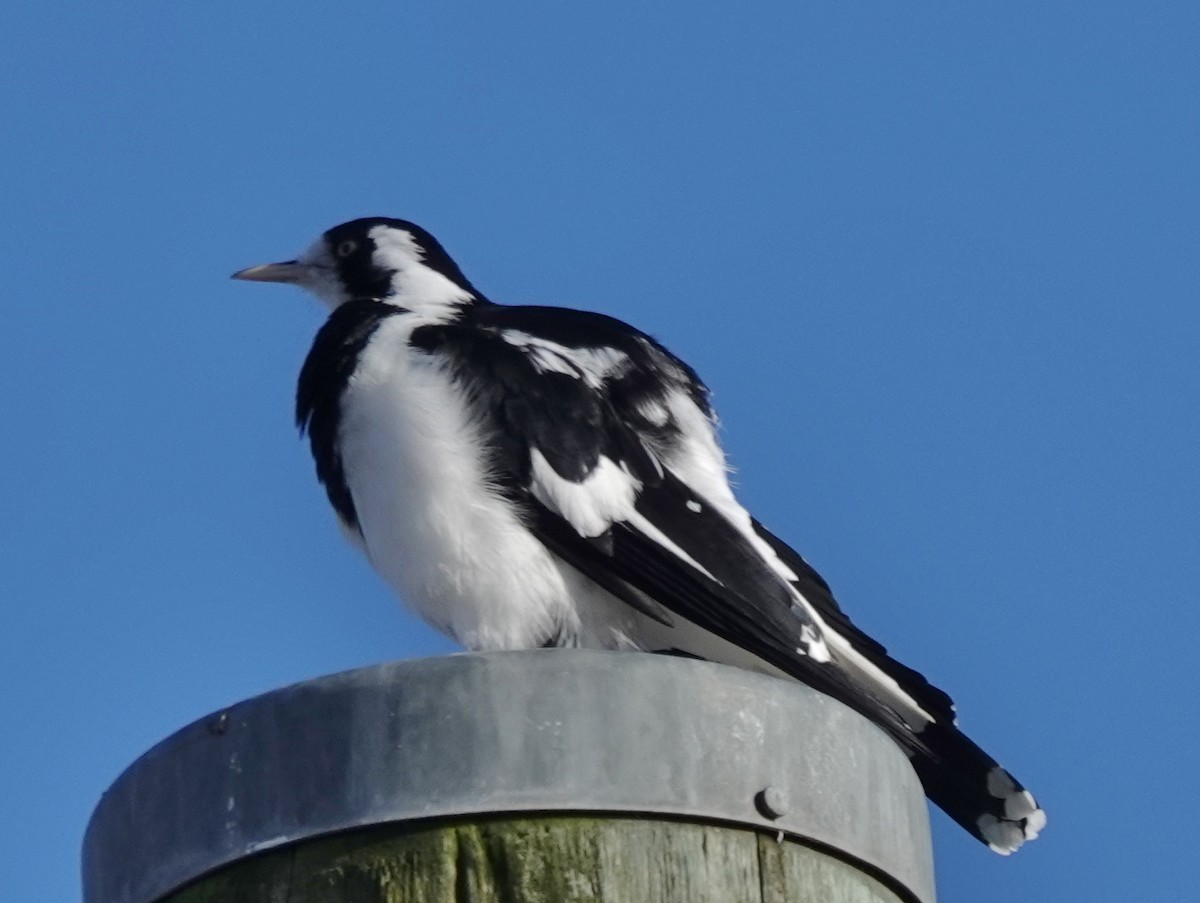 Magpie-lark - Alan Coates