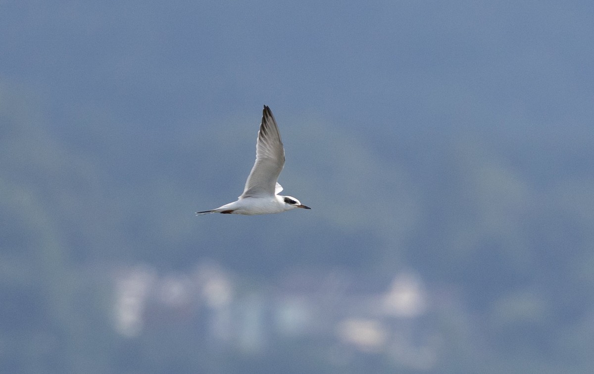 Forster's Tern - ML622085706