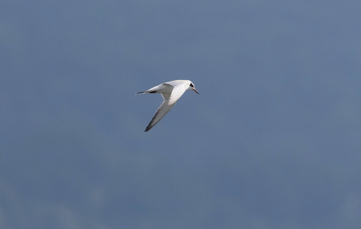 Forster's Tern - ML622085721