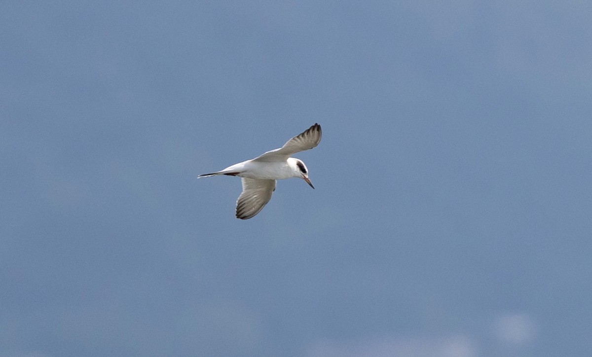 Forster's Tern - ML622085728