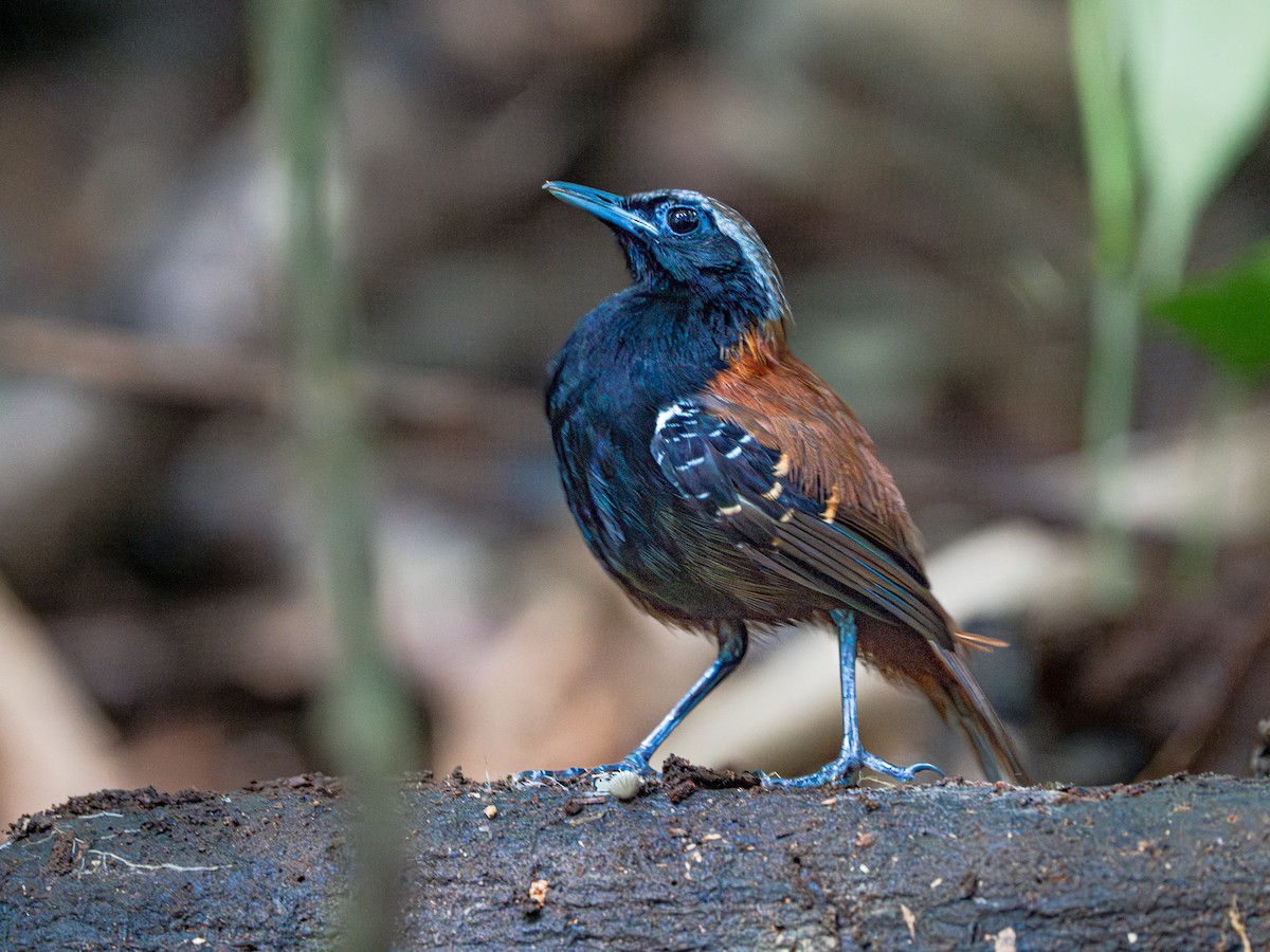 Cordillera Azul Antbird - ML622085800