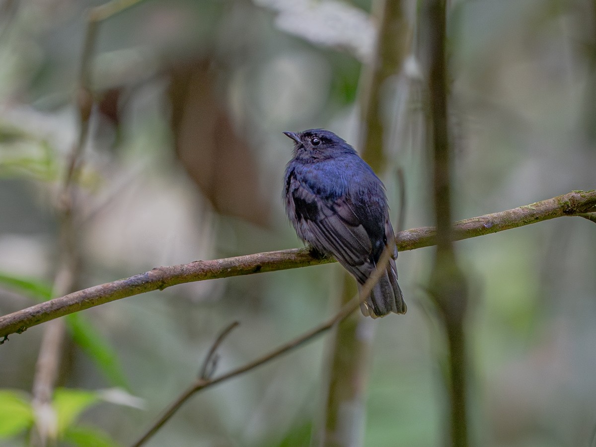 Jet Manakin - ML622085809