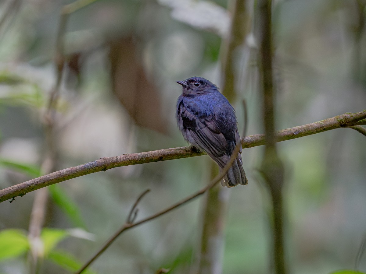 Jet Manakin - ML622085810