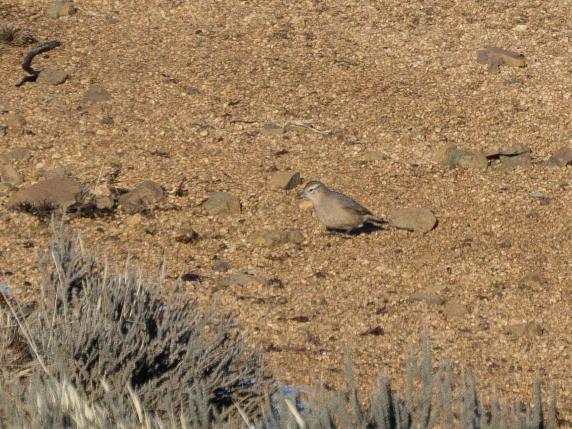 Rufous-banded Miner - ML622085816