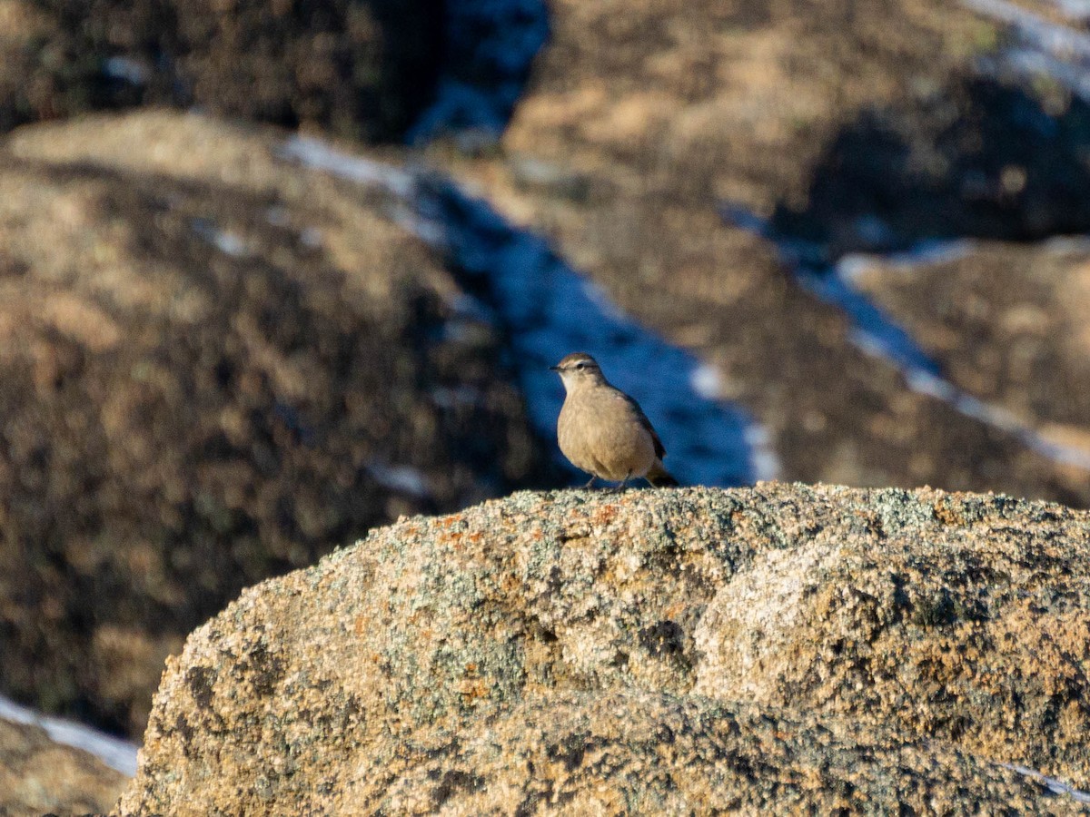 Rufous-banded Miner - ML622085818