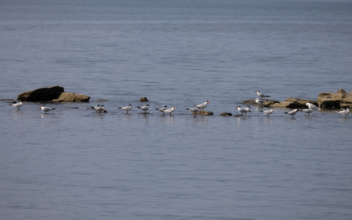 Caspian Tern - Jeanne Cimorelli