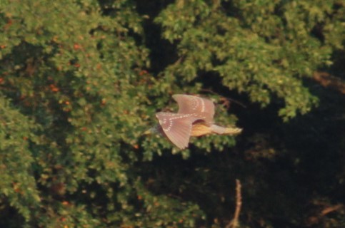 Black-crowned Night Heron - ML622085824