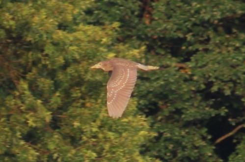 Black-crowned Night Heron - ML622085825