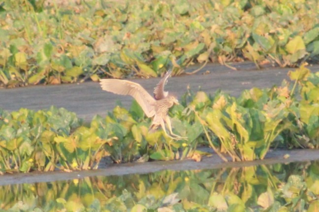 Black-crowned Night Heron - ML622085826