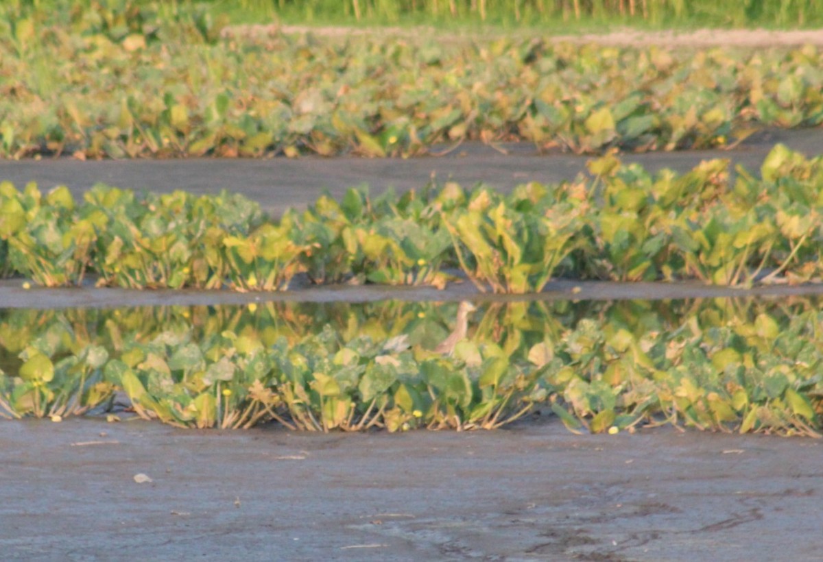 Black-crowned Night Heron - ML622085827