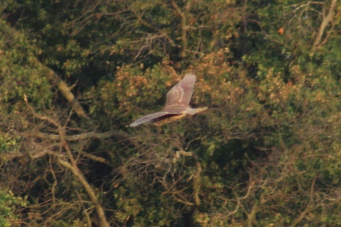 Black-crowned Night Heron - ML622085828