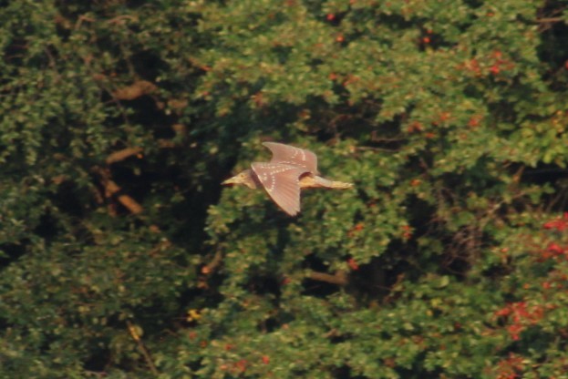 Black-crowned Night Heron - Deborah  Hansen