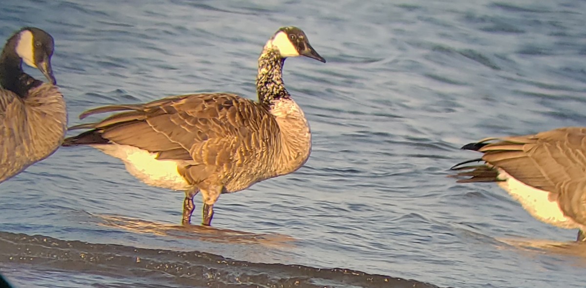 Canada Goose (moffitti/maxima) - David Bailey