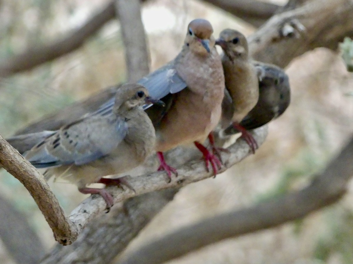 Mourning Dove - Dennis Wolter