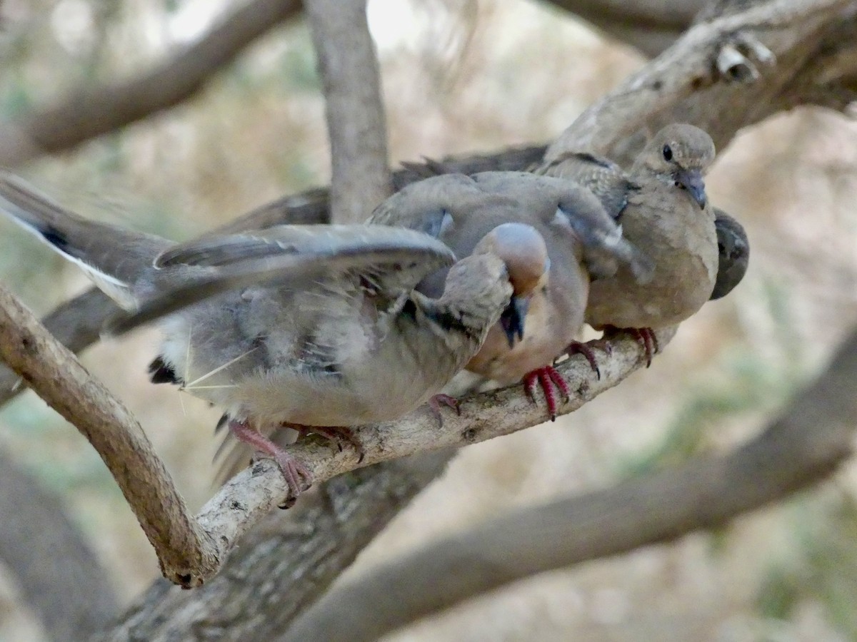 Mourning Dove - ML622085980