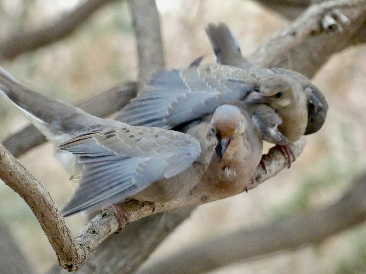 Mourning Dove - ML622085981