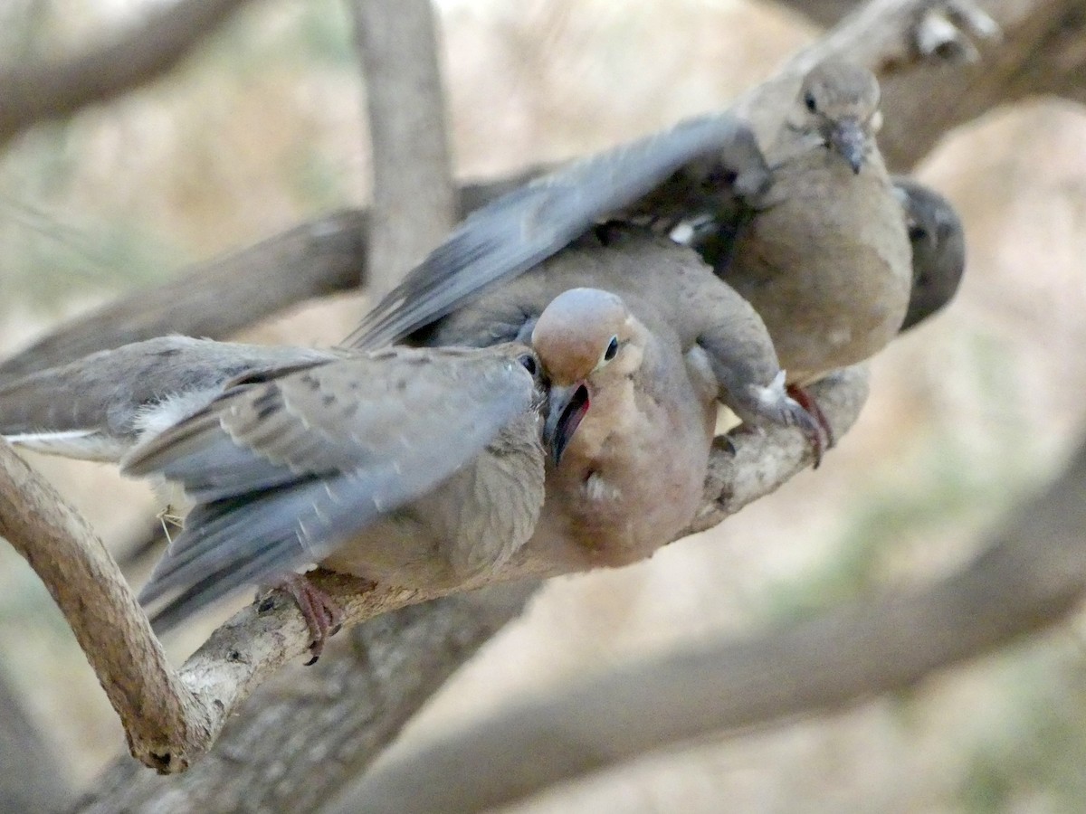 Mourning Dove - ML622085982