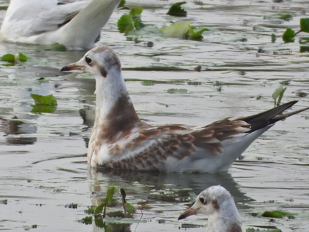 Black-headed Gull - Ivan V