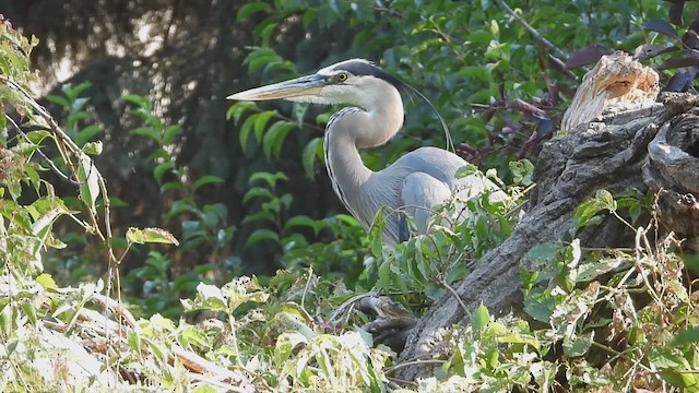 Great Blue Heron - ML622086081