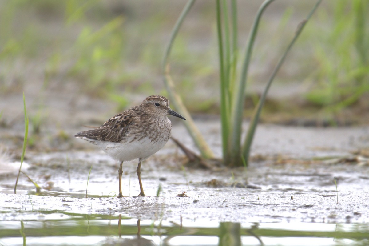 pygmésnipe - ML622086173