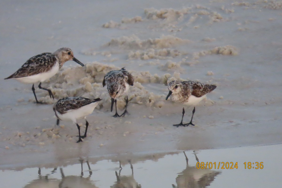 Sanderling - ML622086178