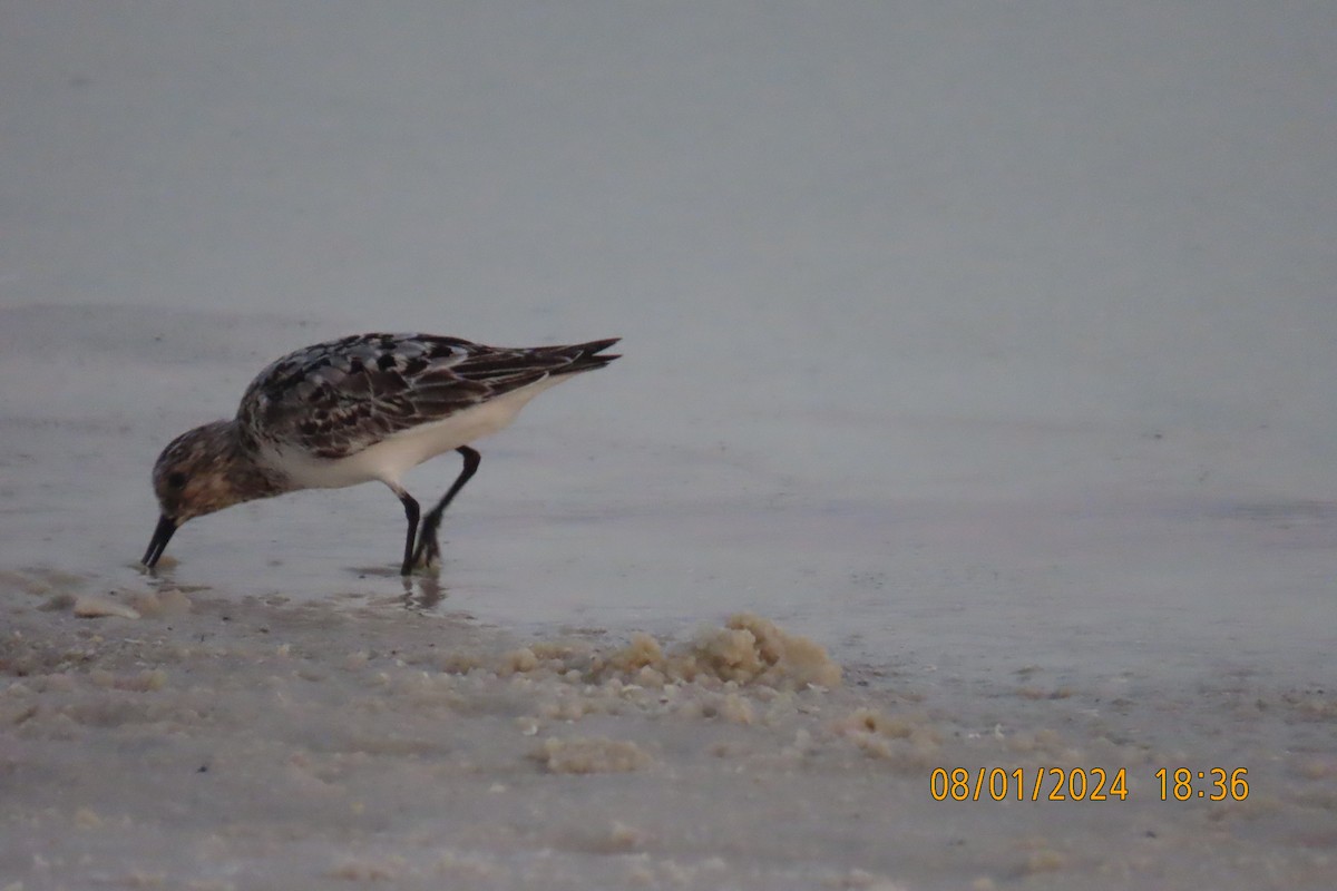 Sanderling - ML622086180