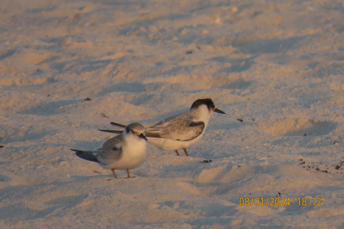 Least Tern - ML622086197