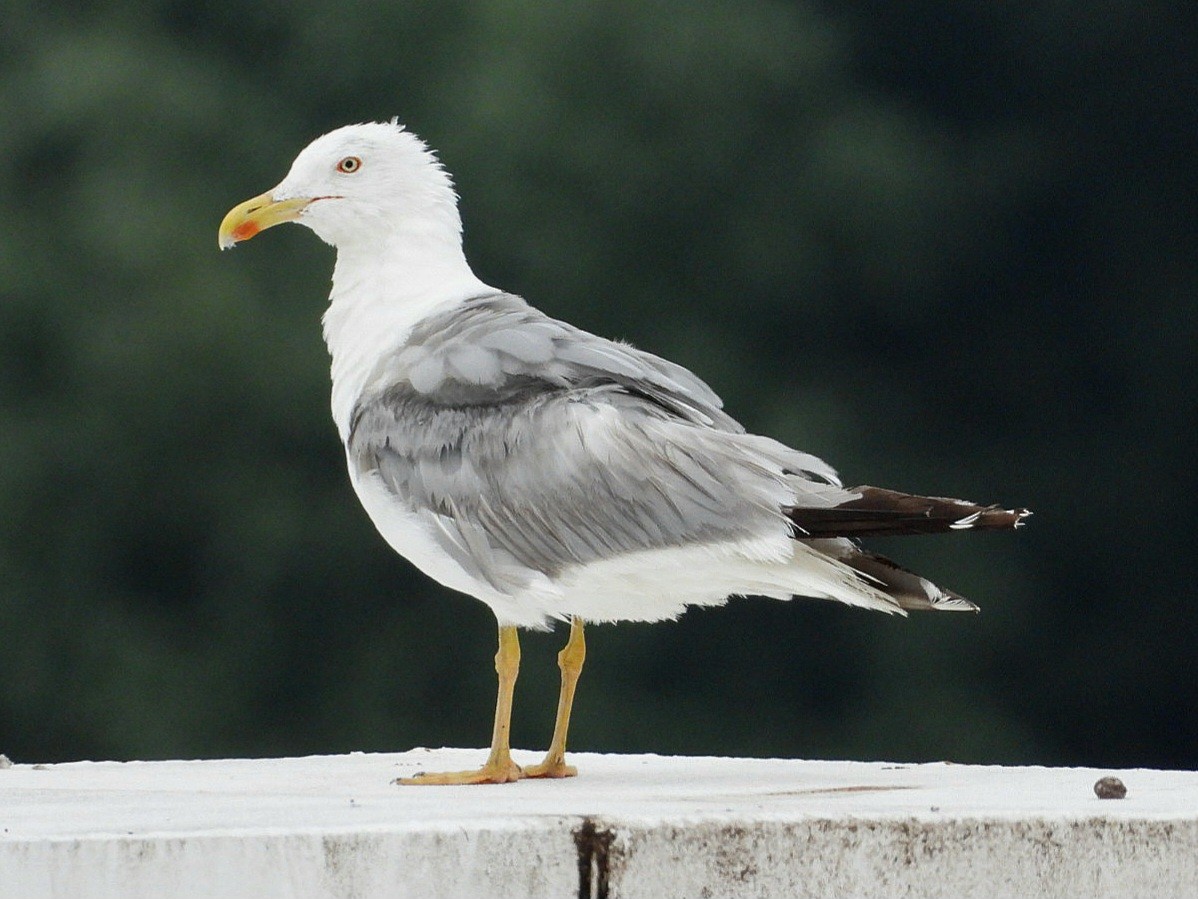 Yellow-legged Gull - ML622086198