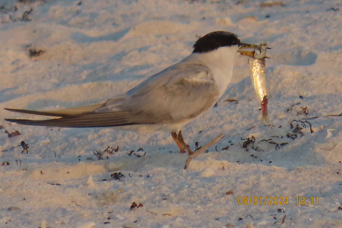 Least Tern - ML622086201