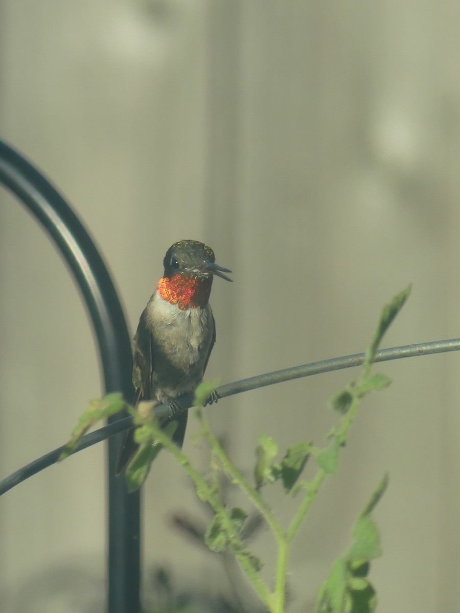 Ruby-throated Hummingbird - ML622086218