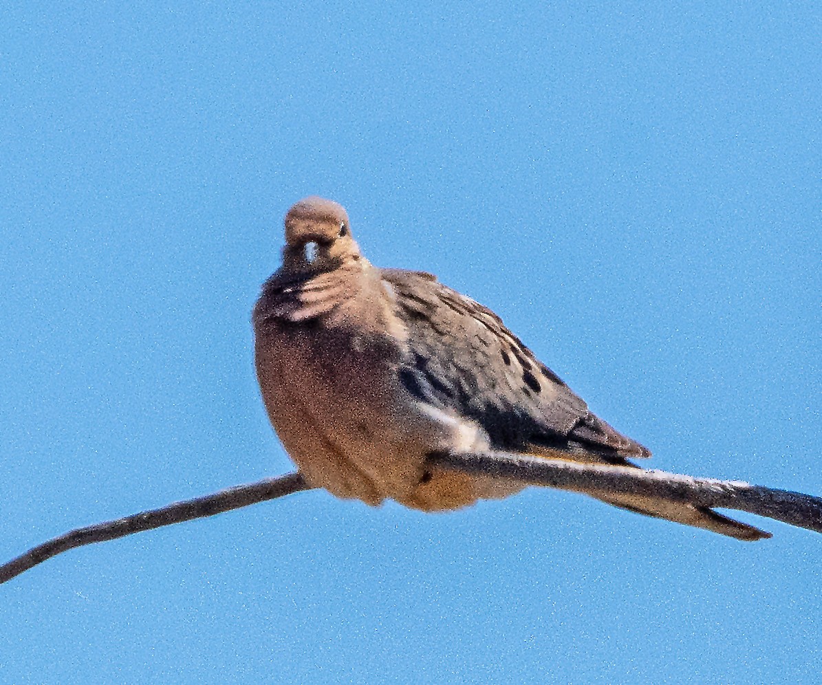 Mourning Dove - ML622086264