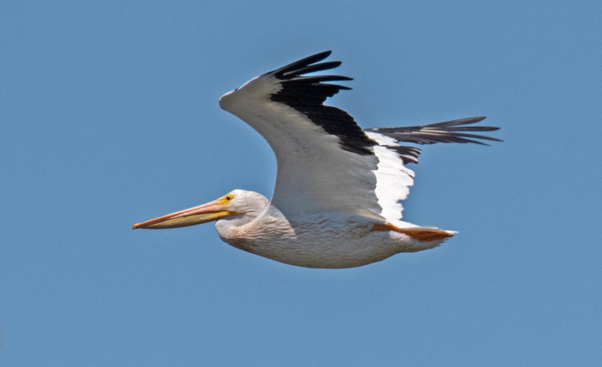 American White Pelican - ML622086270