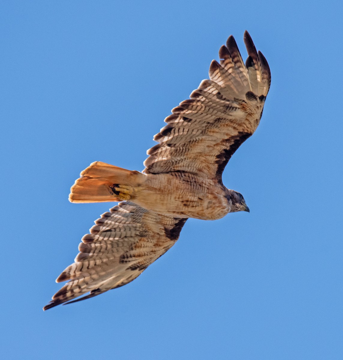 Red-tailed Hawk - ML622086273