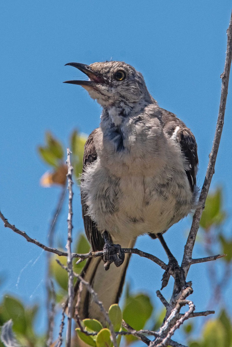 Northern Mockingbird - ML622086275