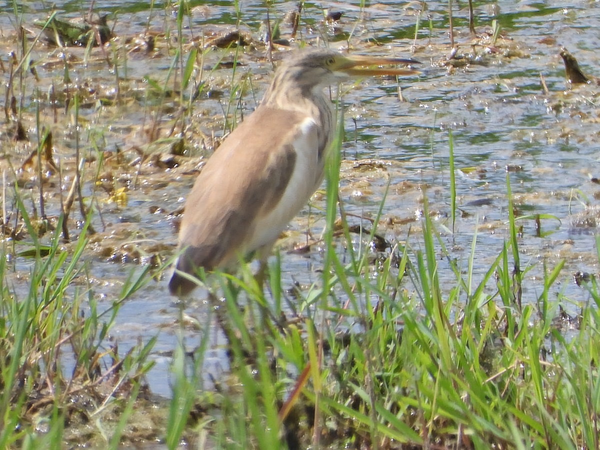 Squacco Heron - ML622086341