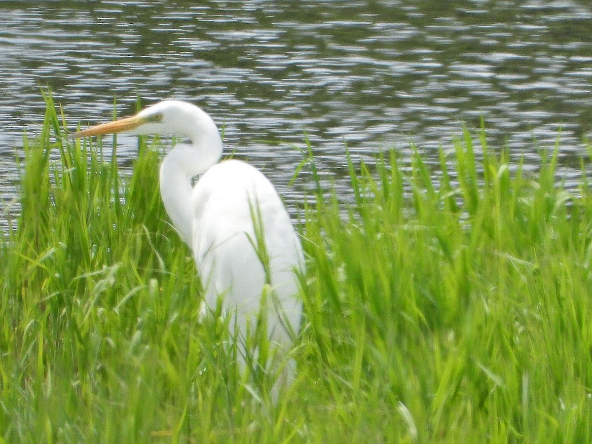 Great Egret - ML622086345