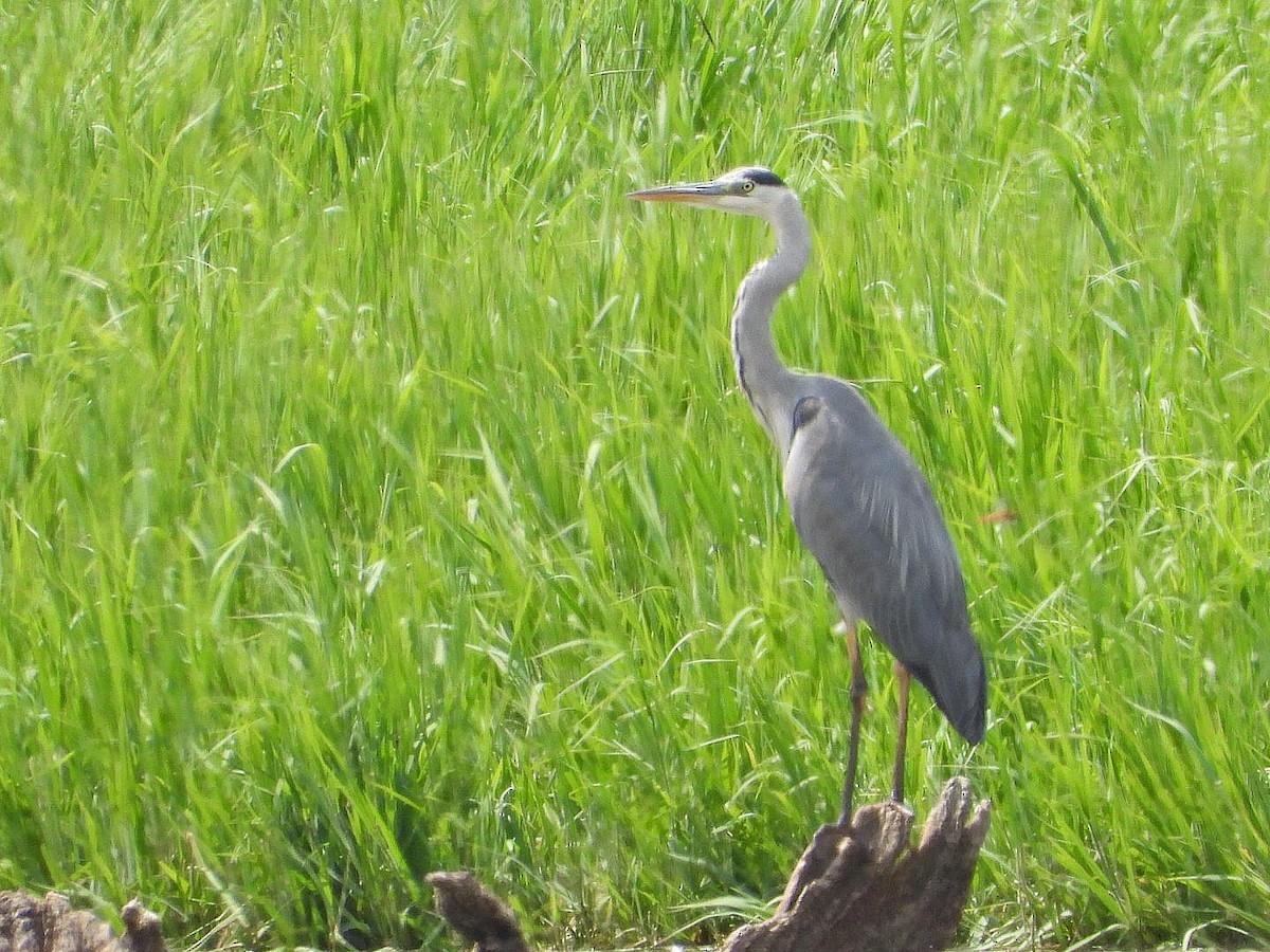 Gray Heron - ML622086346