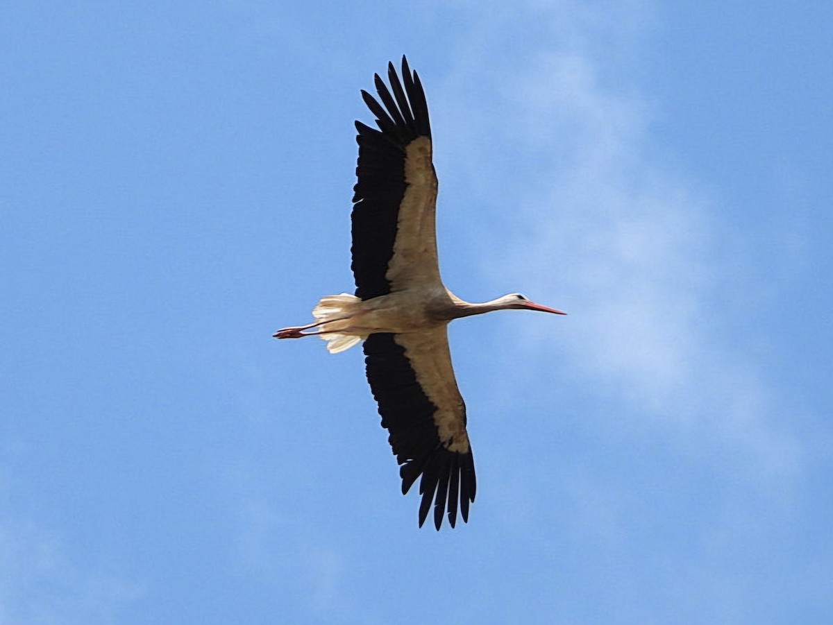 White Stork - ML622086356