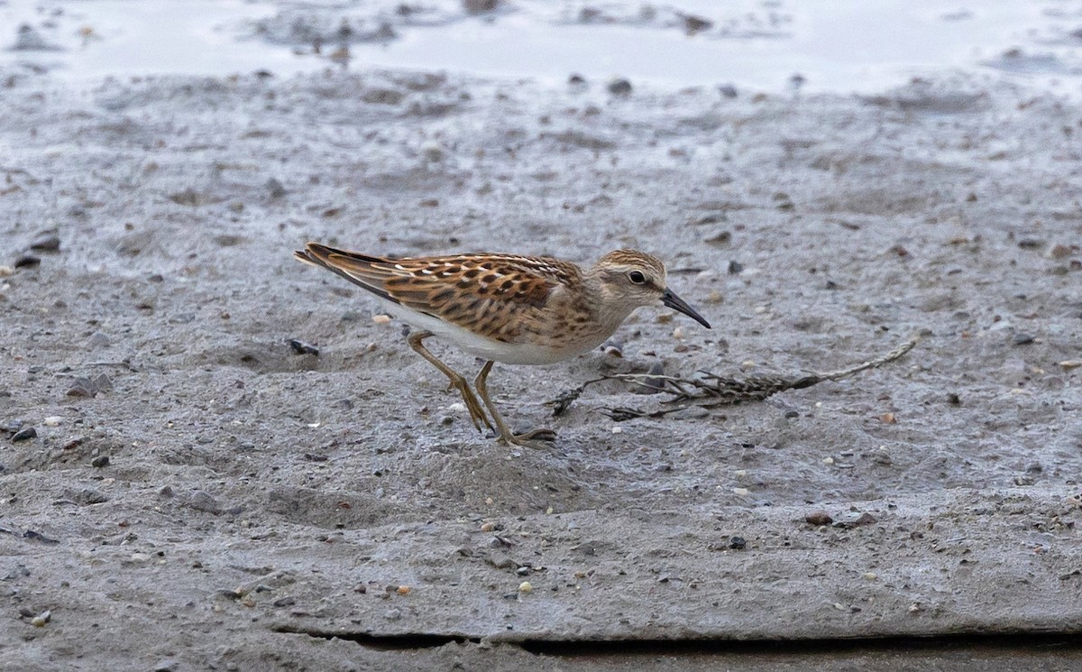 Least Sandpiper - ML622086368