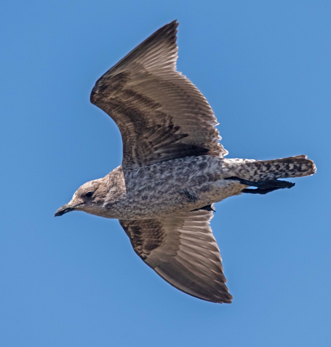 California Gull - ML622086400