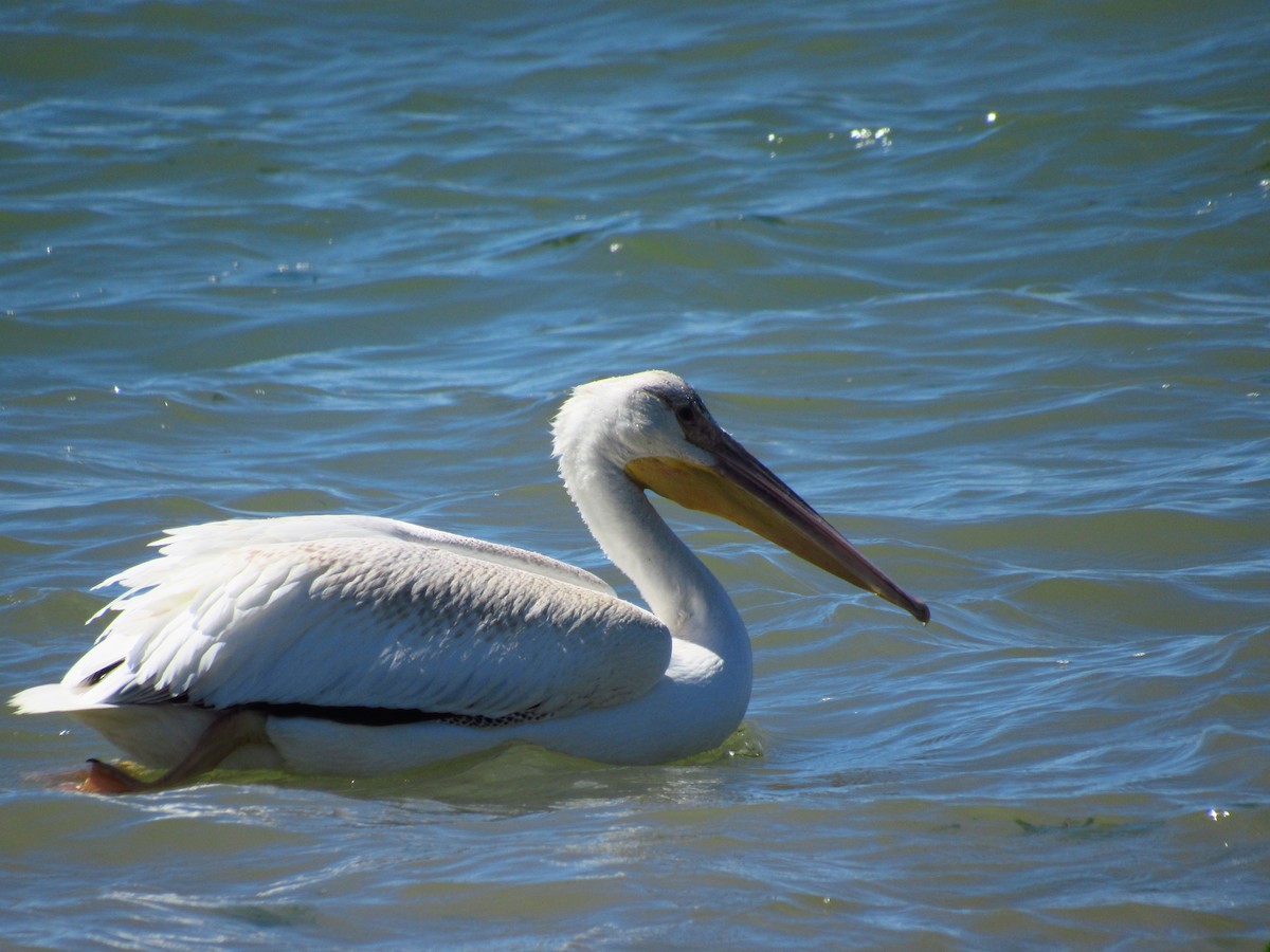 American White Pelican - Eric Walther